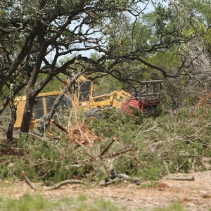 Photo of Cedar Eater of Texas