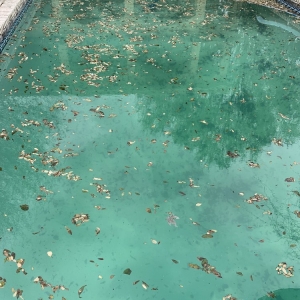 Photo of Pool Aid