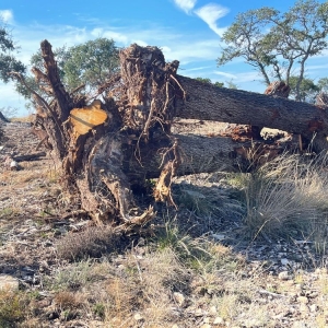 Photo of Texas Urban Sawmill