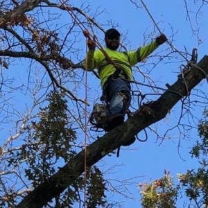 Photo of JR Tree and Lawn Care