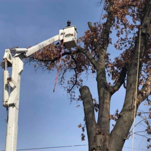 Photo of JR Tree and Lawn Care