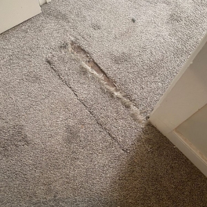 Photo of Carpet Doctors