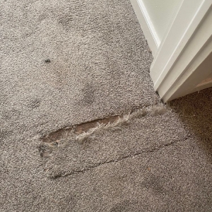 Photo of Carpet Doctors