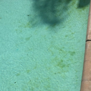 Photo of Neverwinter Pools