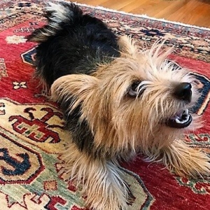 Photo of Oriental Rug Specialist