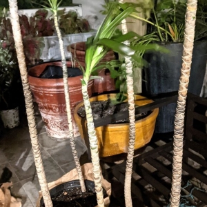Photo of Re-Leaf Plant Market