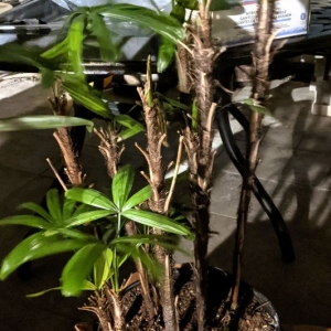 Photo of Re-Leaf Plant Market