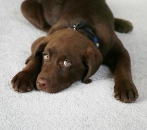 Photo of Heaven's Best Carpet Cleaning