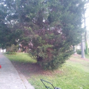 Photo of Bleakworld Lawn Care and Treatment Service