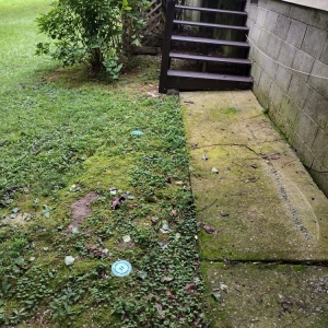 Photo of All above pest solutions