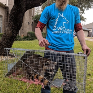 New Braunfels Wolfman Chimney & Wildlife
