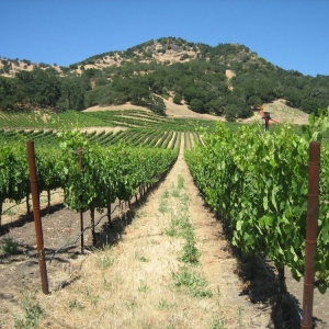 Photo of Wine Tasting Events USA