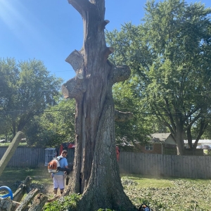 Photo of Fred & Son's Hauling & Tree Removal