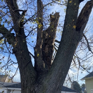 Photo of Fred & Son's Hauling & Tree Removal