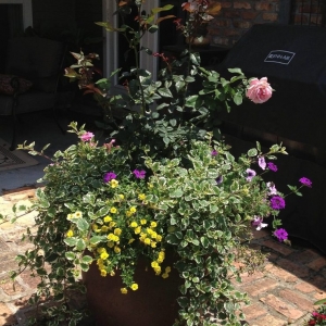 Photo of Blooming Gardens
