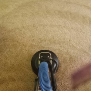 Photo of A Brighter Carpet