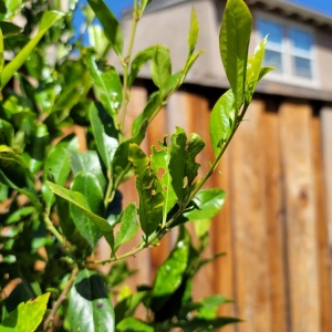 Photo of Simancas Landscaping