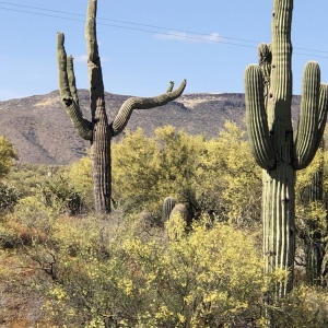 Photo of Wild West Trail Rides