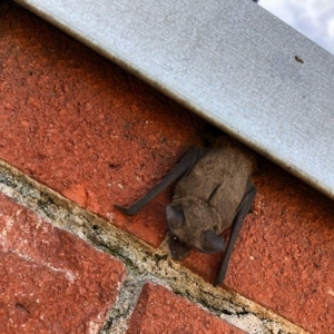 Photo of Urban Jungle Wildlife Removal