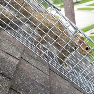 Photo of Urban Jungle Wildlife Removal