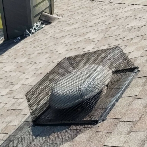 Photo of Urban Jungle Wildlife Removal