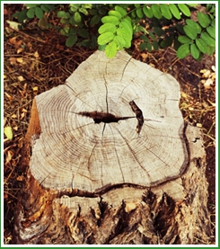 Photo of Forest Wind Landscaping