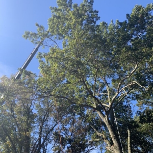 Photo of Arbormasters