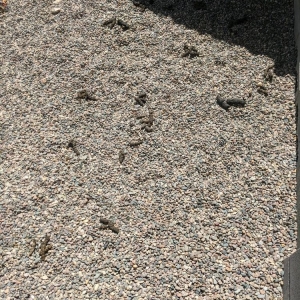 Photo of PoopFinders