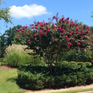 Photo of Mark Murphy, Professional Landscape Architect