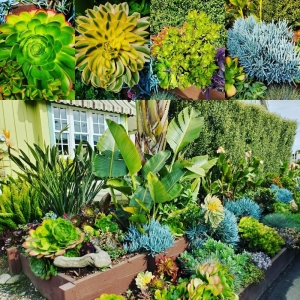 Los Gatos Mountain Creations