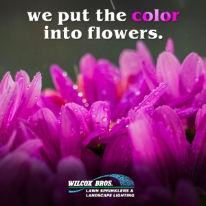 Photo of Wilcox Bros Lawn Sprinklers