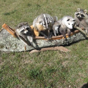 Photo of Always Nature's Way Wildlife