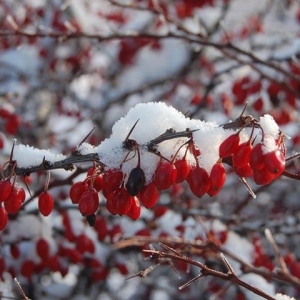 Photo of Spring Gardens Landscaping & Horticultural Services