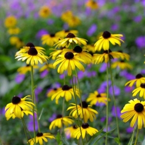 Photo of Spring Gardens Landscaping & Horticultural Services