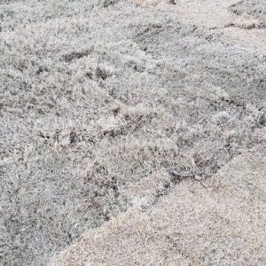Photo of Solid As A Rock