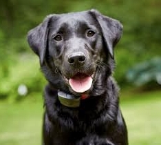 Photo of DogWatch of Greater Charleston
