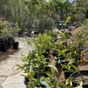 Photo of Standard Design Group Nurseries