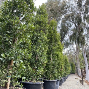 Photo of Standard Design Group Nurseries