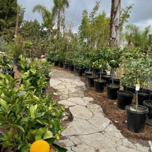 Photo of Standard Design Group Nurseries