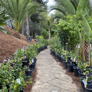Photo of Standard Design Group Nurseries
