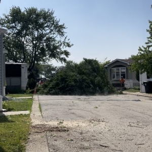Photo of The Tree Guys of Illinois