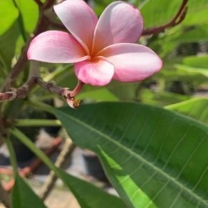 Photo of Piri Nursery and Landscaping