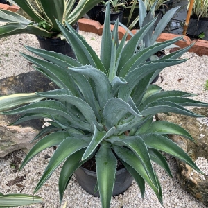 Photo of Piri Nursery and Landscaping