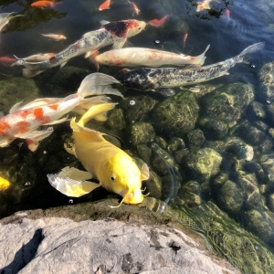 Photo of Splash Supply Company