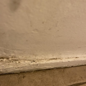 Photo of Green and Ivy Cleaning Services