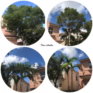 Photo of Lush Greenery Landscaping