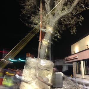 Photo of South Dade Rock and Tree Works