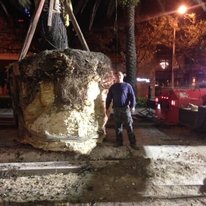 Photo of South Dade Rock and Tree Works