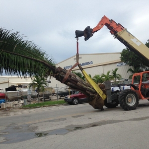 Photo of South Dade Rock and Tree Works