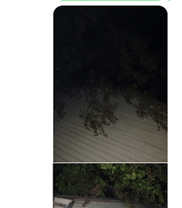 Photo of Duke's Tree and Landscape